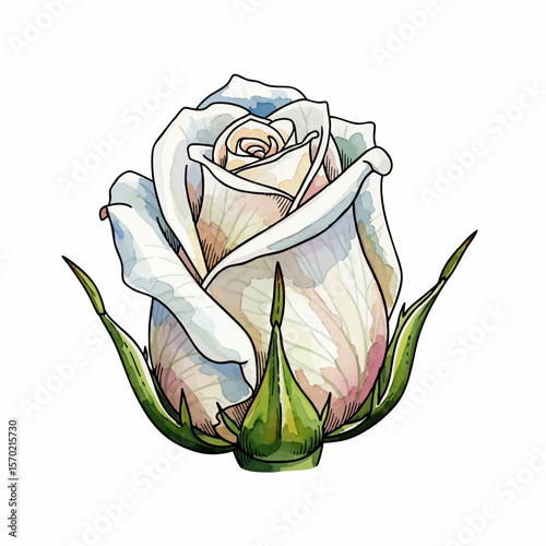 White Rosebud