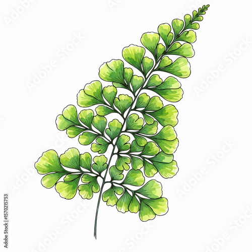 Maidenhair Fern Frond