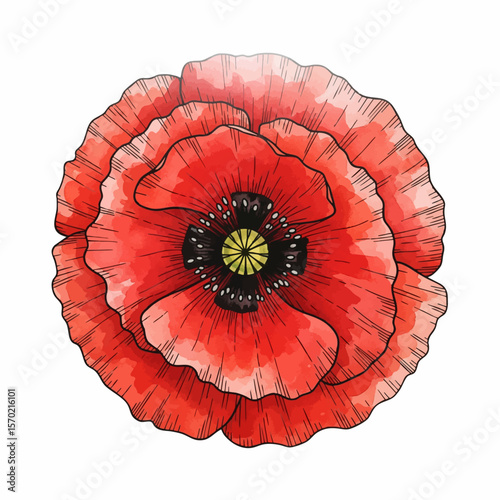Poppy from Above