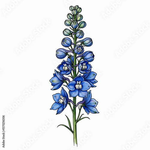 Delphinium Buds