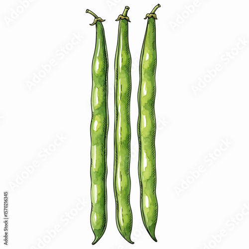 Three Green Beans