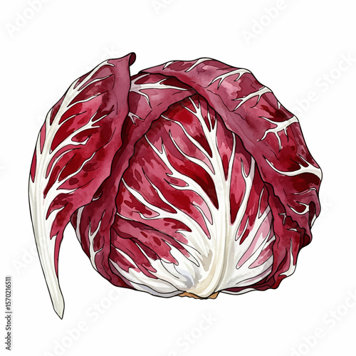 Radicchio Leaf