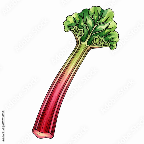 Rhubarb Stalk Gradient