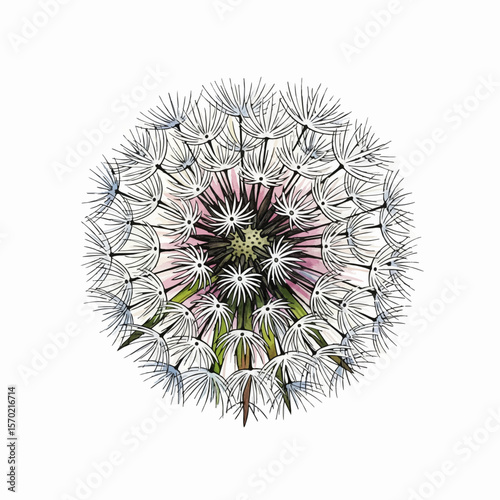 Dandelion Seed Head