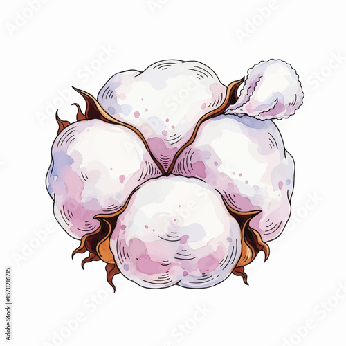 Pulling Cotton