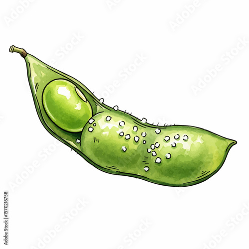 Steamed Edamame