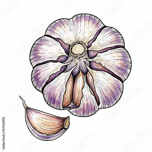 Garlic Bulb with Clove