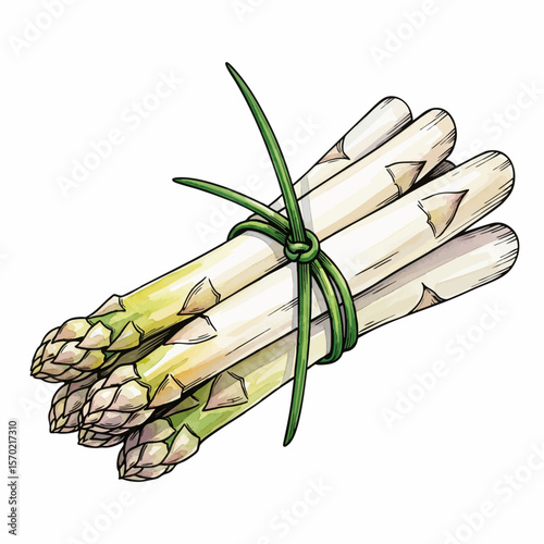 White Asparagus Bunch