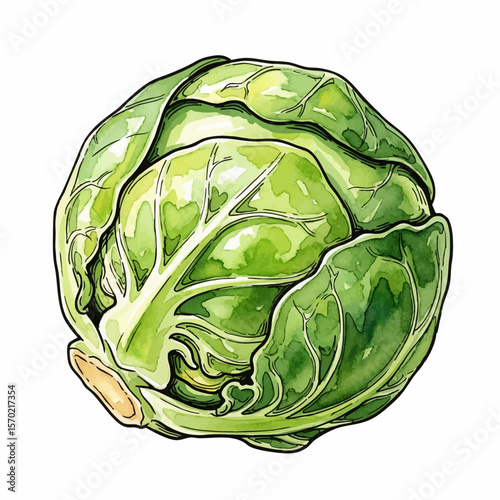 Peeling Brussels Sprout