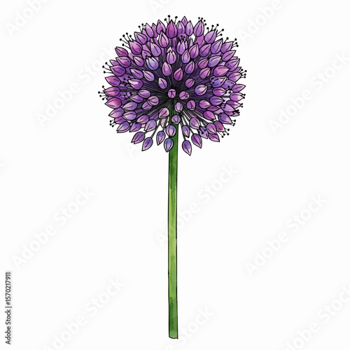 Allium Blossom on Stem