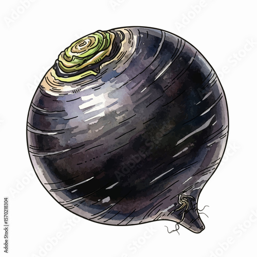 Polished Black Radish