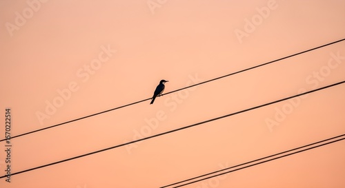 Bird on Power Line at Sunset