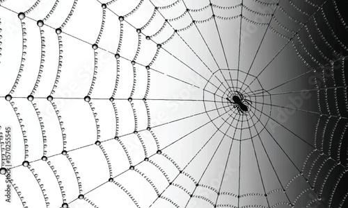 Spider on a Dew-Covered Web