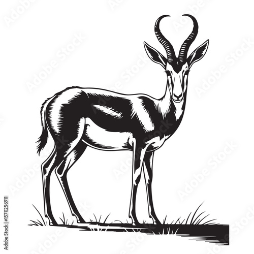 Elegant black and white illustration of a springbok gazelle standing gracefully on grassy ground
