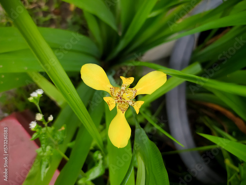 Tableau sur toile Iris pseudacorus, the yellow flag, yellow iris, or water flag, is a species of flowering plant in the family Iridaceae