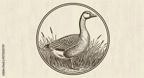 Illustration of a goose standing in grass inside an oval frame design