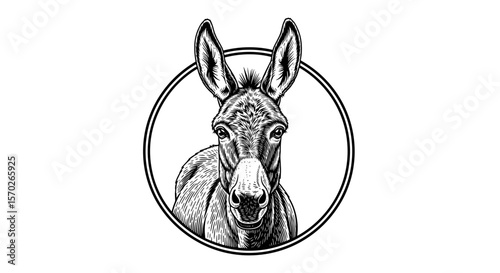 Illustration of a donkey head in an oval frame with detailed shading