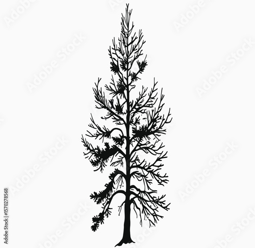 Striking silhouette of a bare tree, its intricate branches reaching skyward against a stark white backdrop, creating a simple yet captivating botanical design, perfect for nature themes.