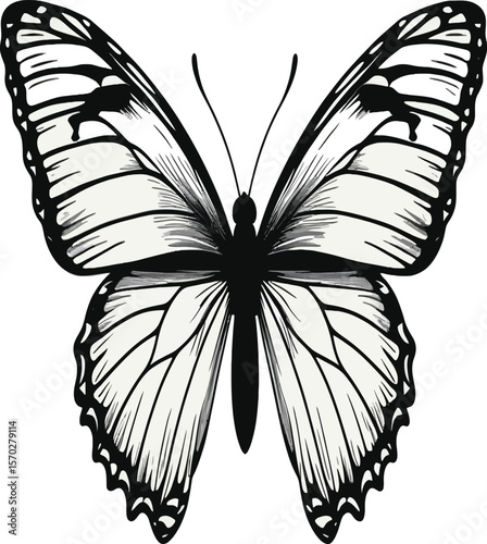 An exquisitely detailed black and white butterfly illustration showcases the elegance and intricate design of nature's beauty, ideal for art projects or graphic designs and branding, silhouette