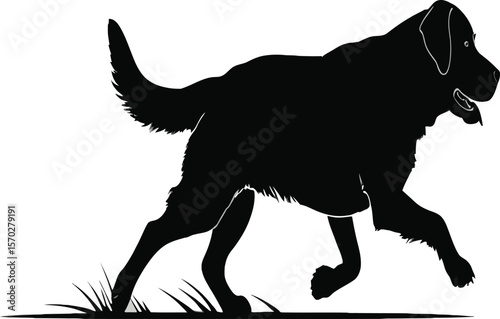 Striking silhouette presents a running Labrador, showcasing its powerful build and elegant movement across short grass, perfect for projects needing a touch of canine energy.