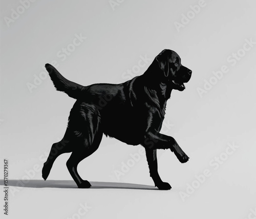 A sleek black Labrador running with elegance in a studio setting, showing its muscular physique and energy, a perfect display of domestic pet athleticism and canine grace, silhouette