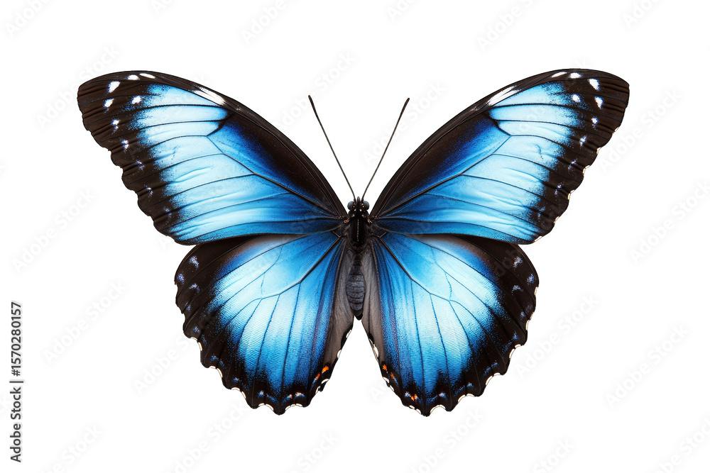 Fototapeta premium A Vibrant Blue Butterfly With Black And White Accents On Its Wings Isolated Against A Transparent Background The Butterfly's Wings Are Spread Wide Showcasing Its Intricate Pattern