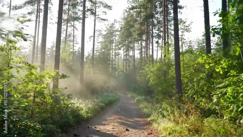 Scenic morning walk through a tranquil forest with soft sunlight filtering through trees. Peaceful nature atmosphere perfect for travel, wellness, or meditative content.