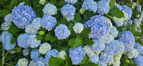 blue and green Hydrangea