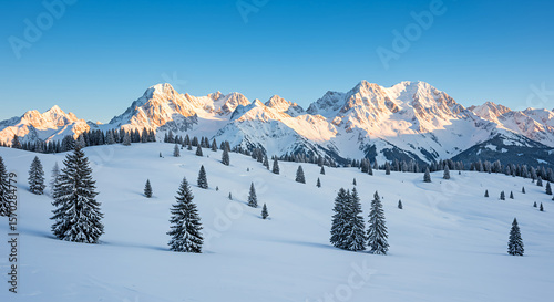 Snow covered pine trees on a mountain slope with sunlit peaks