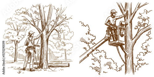 Arborist trimming trees in park with safety gear and equipment  