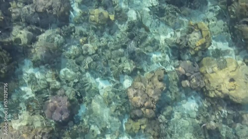 sea surface, tropical corals, drone view