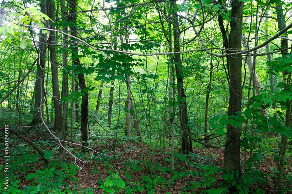 Obraz premium O'Shaughnessy Nature Preserve, Dublin, Ohio