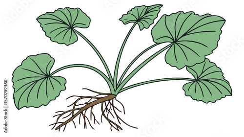Heart-Shaped Leaf Plant with Roots Vector Illustration