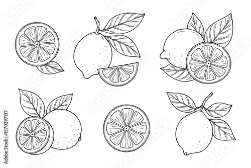 Citrus Line Art Collection of Lemons and Lemon Slices with Leaves