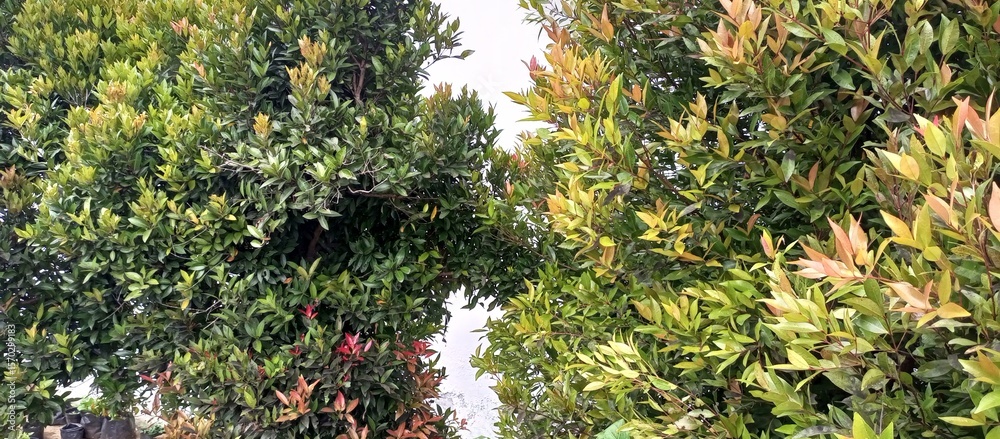 Obraz premium Vibrant Green and Reddish Foliage of Syzygium Myrtifolium