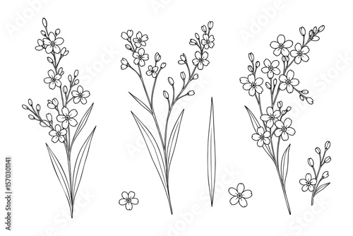 Delicate Forget-Me-Not Flower Branch Line Art for Botanical Illustrations