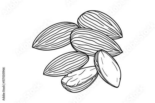 Detailed Hand Drawn Almonds Illustration Isolated on White Background Vector