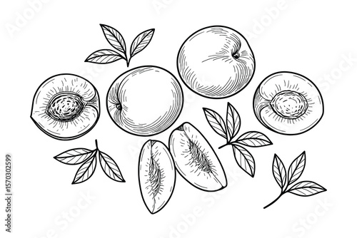 Detailed Line Art Illustration of Peaches with Leaves on White Background