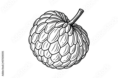 Exotic Sugar Apple Tropical Fruit Sweet and Delicious Food Design Element