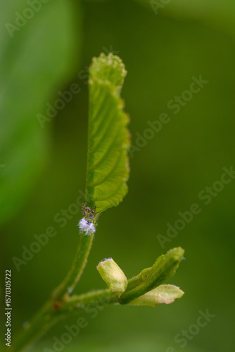 Wallpaper Mural Woolly aphid on an alder leaf, showing white cotton-like wax at the rear, captured in natural outdoor light, highlighting the insect’s protective coating and its interaction with the host plant. 
 Torontodigital.ca