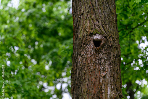 Wallpaper Mural Bird cavity in a tree trunk outdoors in a forest, captured in natural light, highlighting the hollow opening and textured bark in its woodland setting. 
 Torontodigital.ca