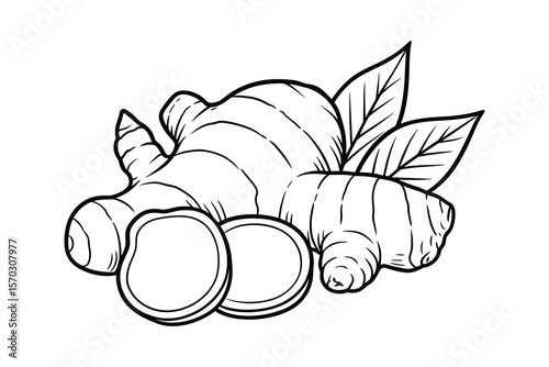 Ginger Root and Slices with Leaves Detailed Line Art Illustration Vector