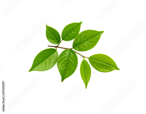 Fresh Green Leaves on a Branch with Visible Veins and Serrated Edges.