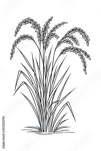 Rice Plant Black and White Line Art Cereal Grain Agriculture Illustration