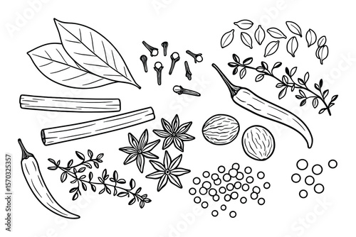 Spice and Herb Vector Illustration Set with Bay Leaves and Star Anise
