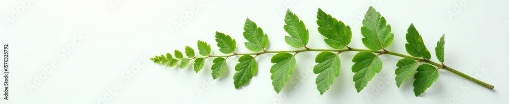 Elegant fern branch, flatlay, pure white backdrop, floral design, plant, nature photography Elegant fern branch, flatlay, pure white backdrop, floral design, plant, nature photography