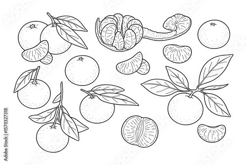 Tangerine and Mandarin Orange Segments Line Art for Citrus Fruit Designs