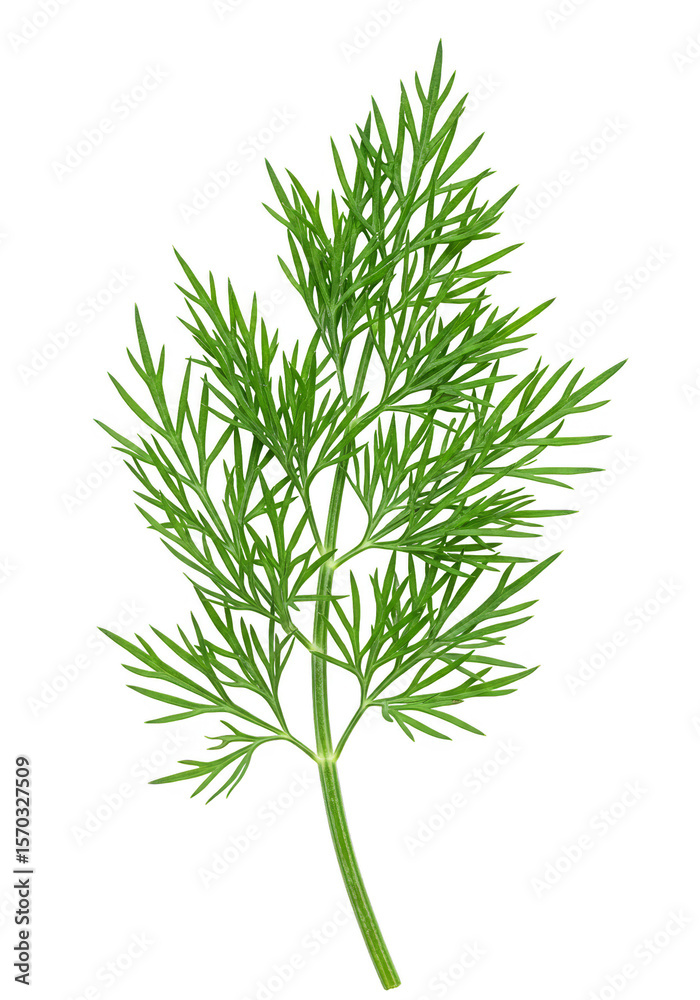 Naklejka premium Isolated Green Parsley Fern Leaf Transparent Background Detailed Image