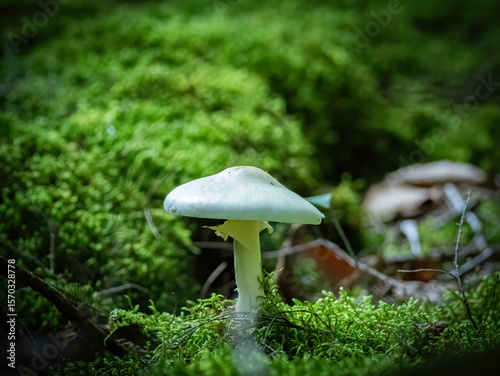 Mushroom on a mossy log in the forest