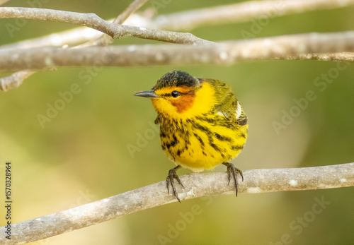Male Cape May Warbler during spring migration.